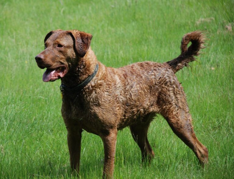 Chesapeake Bay Retriever in india