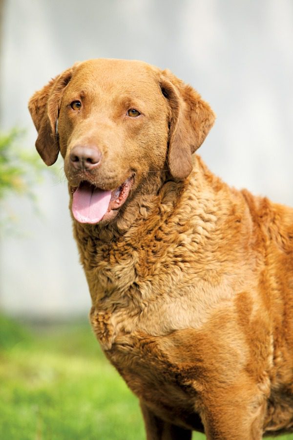 Chesapeake Bay Retriever in delhi