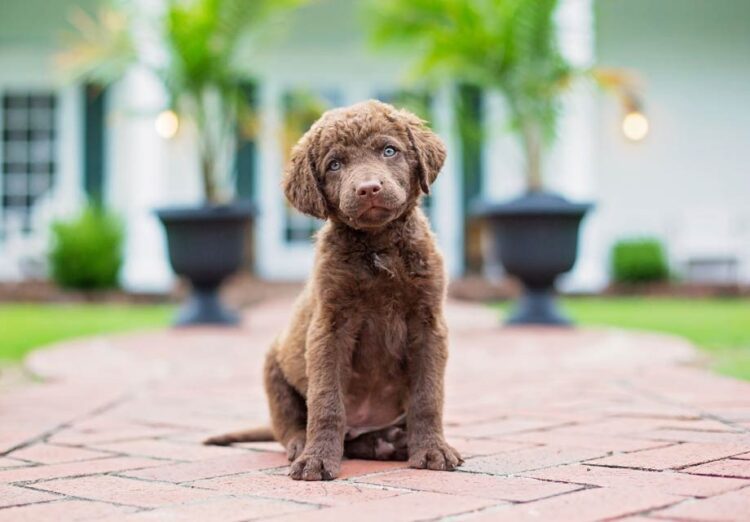 Chesapeake Bay Retriever near me