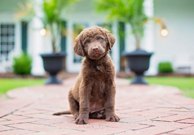 Chesapeake Bay Retriever near me