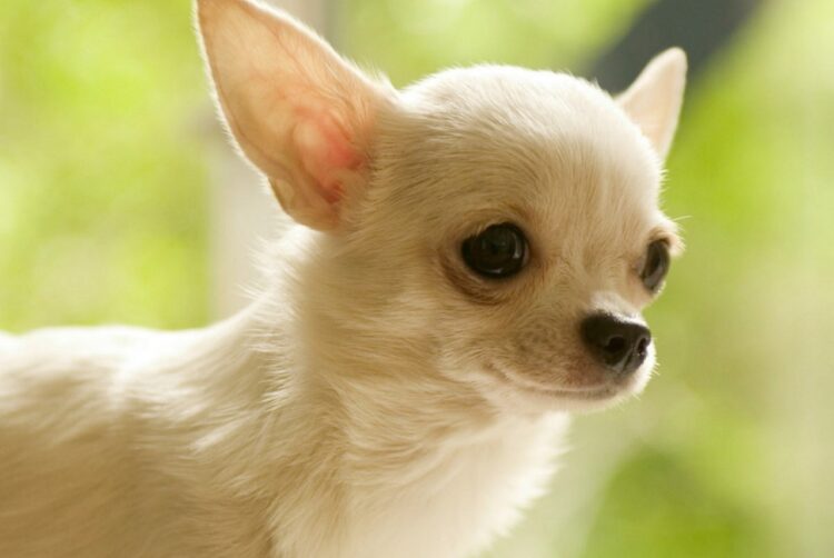 Buy Chihuahua Puppies Delhi- vaccinated
