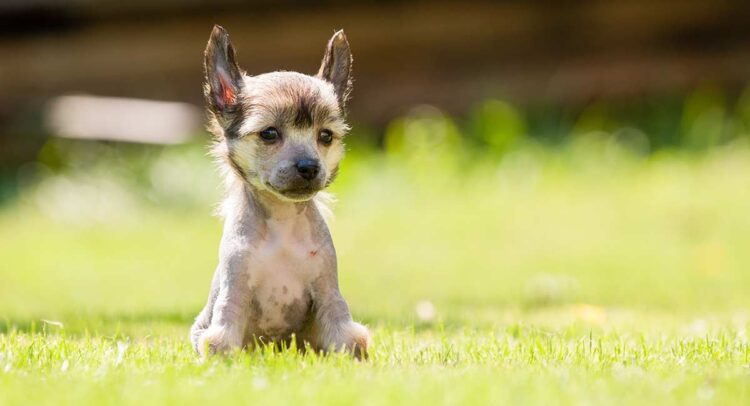 Chinese Crested Puppies For Sale
