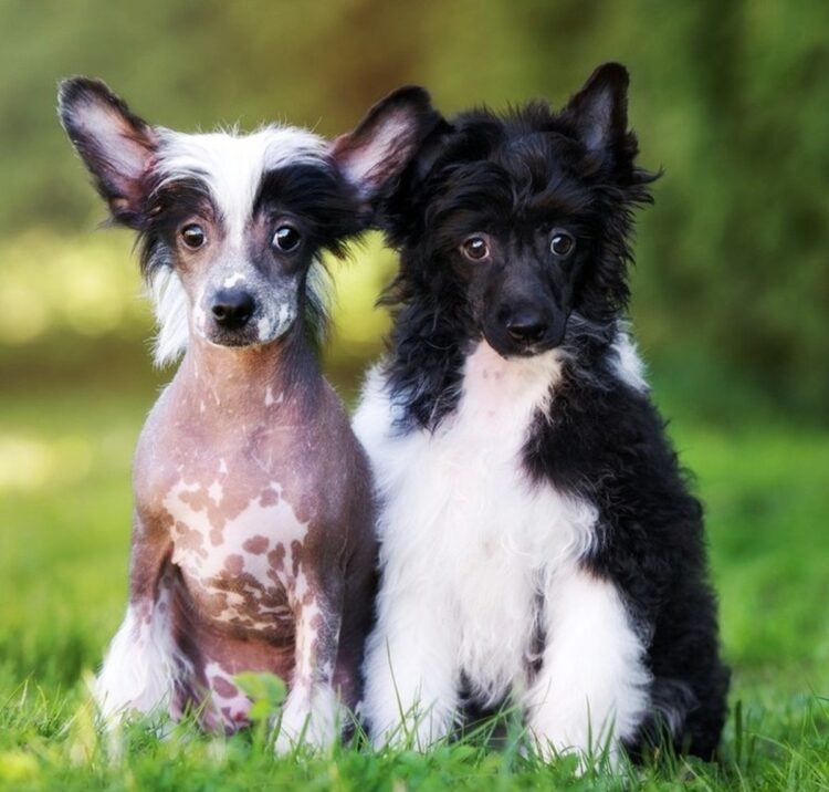 Chinese Crested Puppies For Sale