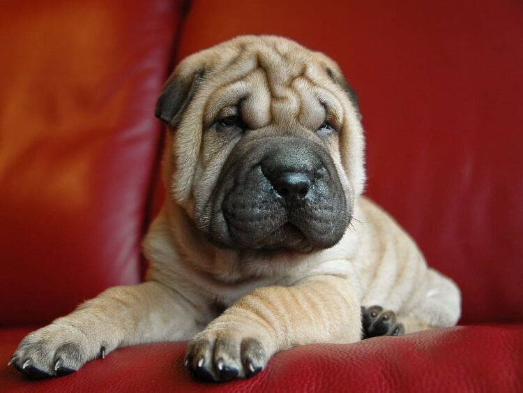 Chinese Shar-pei Puppies For Sale