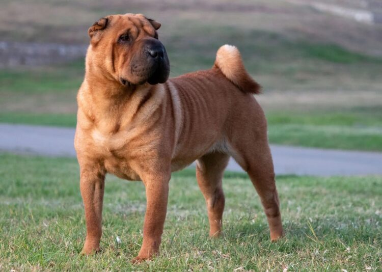 Chinese Shar-pei Puppies For Sale