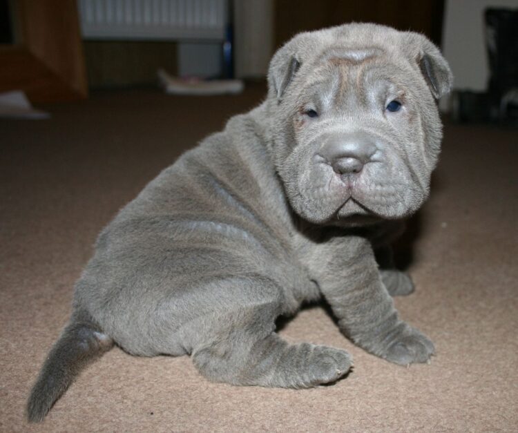 Chinese Shar-pei Puppies For Sale