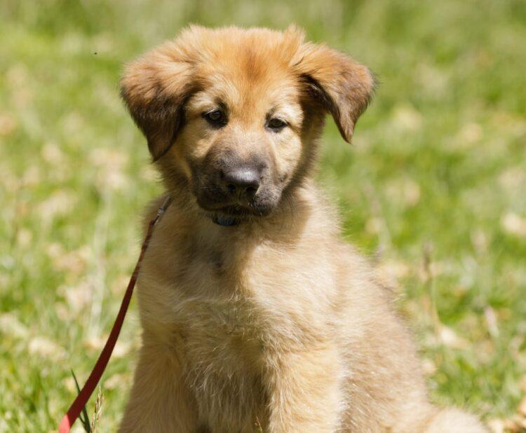 Chinook Puppies For Sale