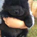 Chow Chow Black Puppies For Sale