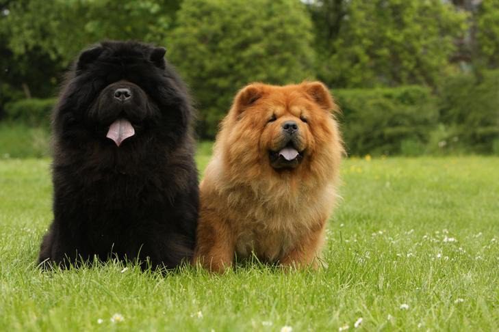 Chow Chow Black Puppies near me