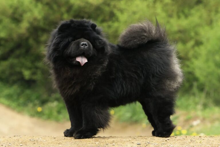 Chow Chow Black Puppies in delhi