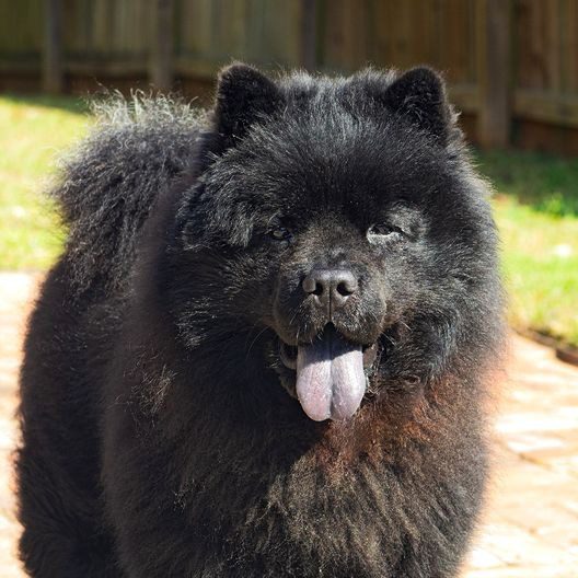 Chow Chow Black online