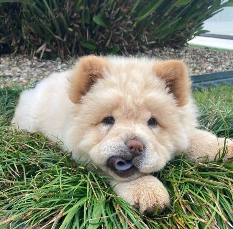 Buy Chow Chow Fawn Puppies in Delhi, India