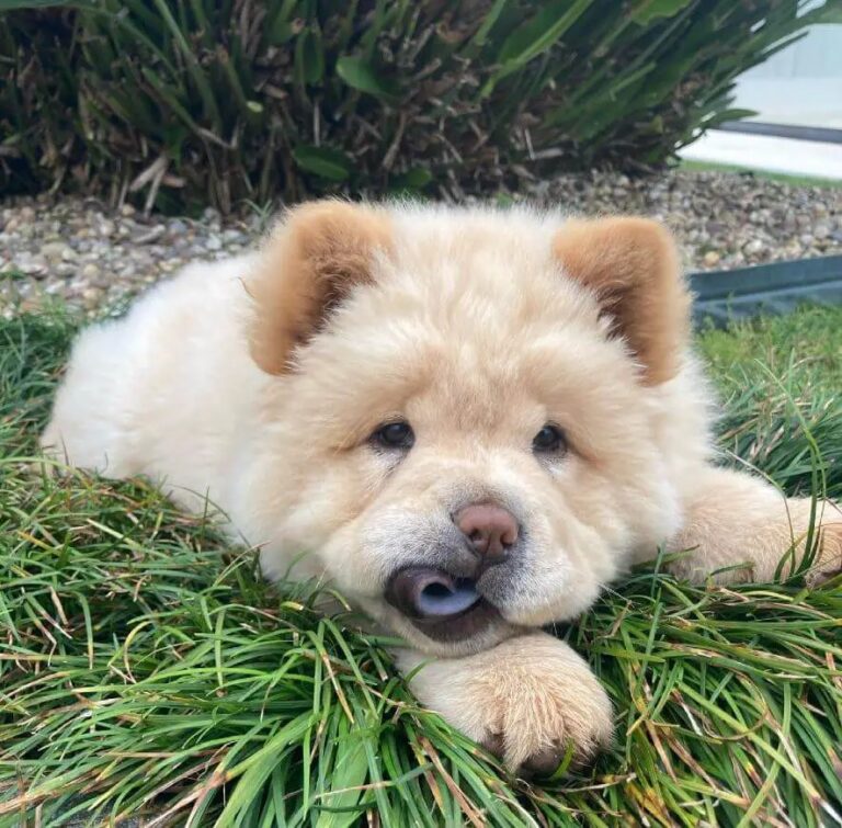 Buy Chow Chow Fawn Puppies in Delhi, India