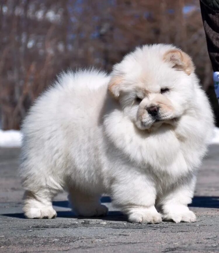 Cute White Chow Chow Fawn for sale in India