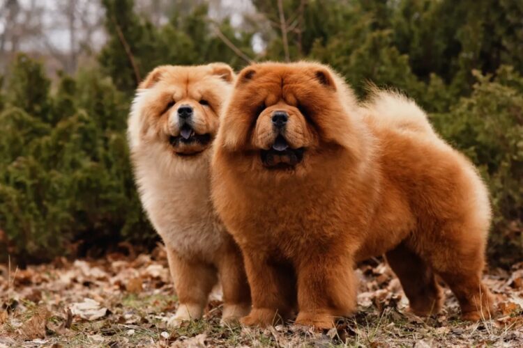 Chow Chow Fawn Puppies for sale- vaccinated