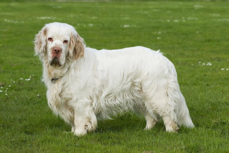 Clumber Spaniel Puppies For Sale