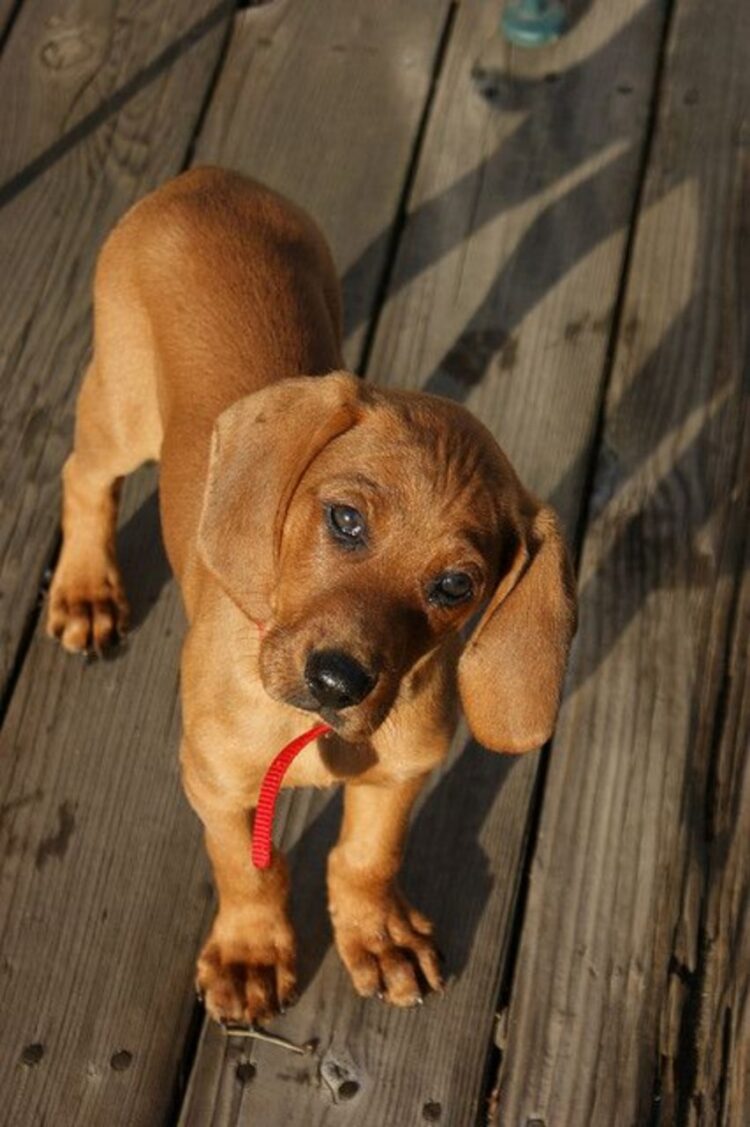 Coonhound Puppies For Sale