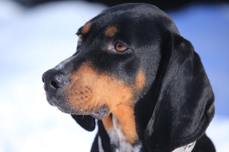Coonhound Puppies For Sale
