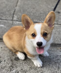 Pembroke Welsh Corgi Puppy for sale near me in Delhi