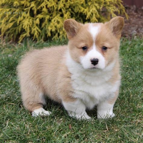 Corgi near me