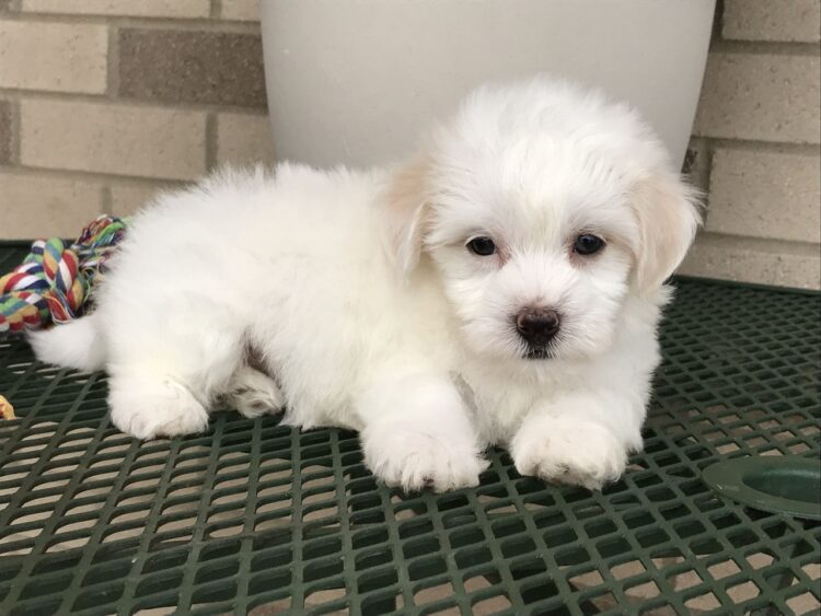 Cotton De Tulear Puppies For Sale