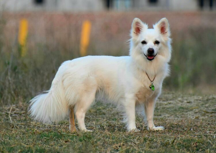 Cute Pomeranian Puppies for sale in Delhi, India