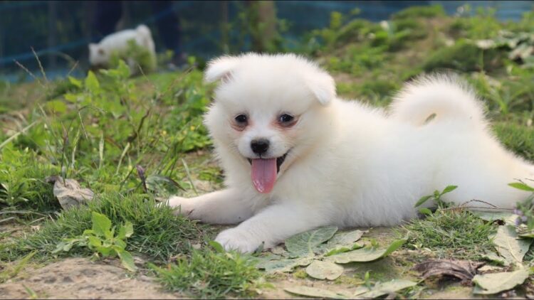 Buy registered Pomeranian Puppies in Delhi, India