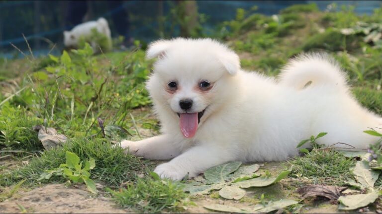 Buy registered Pomeranian Puppies in Delhi, India