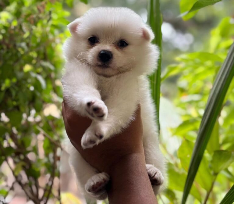 Registered Pomeranian Puppies for Sale in Delhi, India
