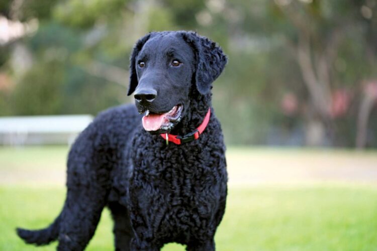 Curly-coated Retriever Puppies For Sale