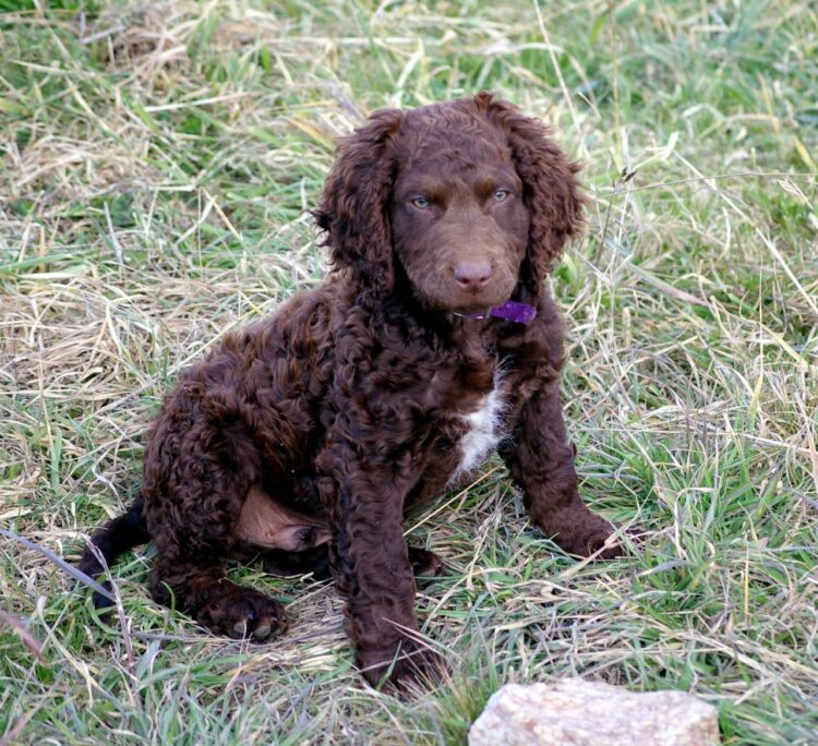 Curly-coated Retriever Puppies For Sale