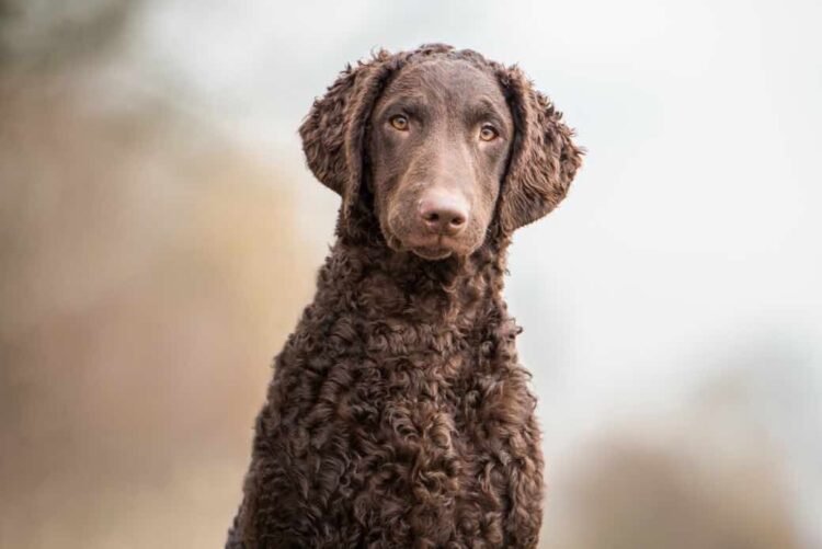 Curly-coated Retriever Puppies For Sale