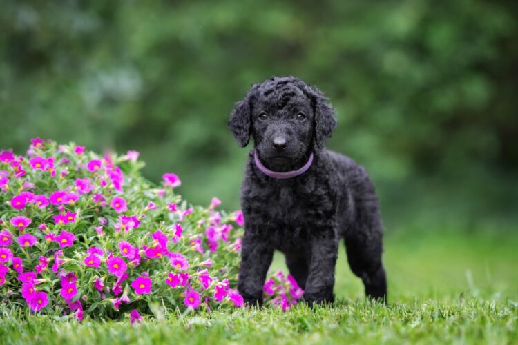 Curly-coated Retriever Puppies For Sale