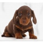 Dachshund Liver Colour Puppy for sale in Delhi