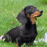 Black Dachshund Puppies For Sale in Delhi- vaccinated