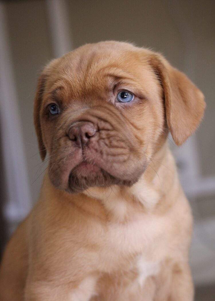 Dogue De Bordeaux Puppies For Sale