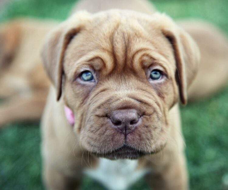 Dogue De Bordeaux Puppies For Sale