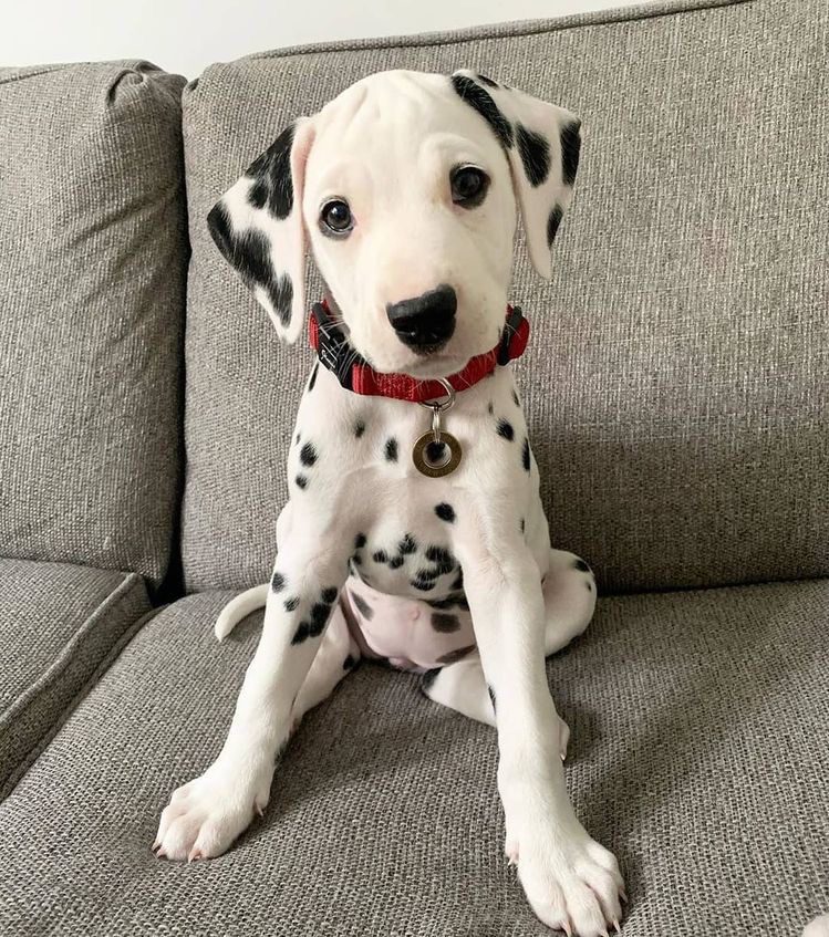 Dalmatian Brown & White for sale near me