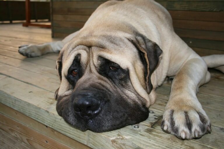 English Mastiff Puppies in india