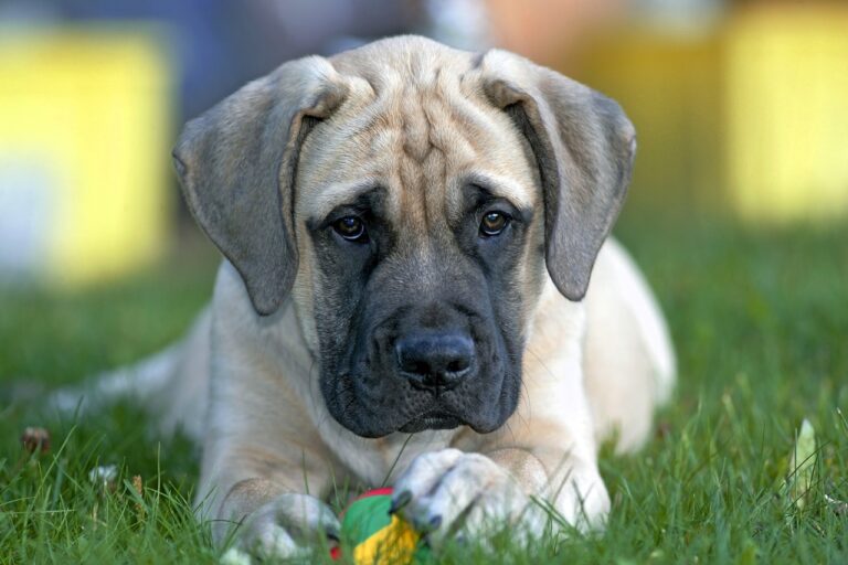 English Mastiff in delhi