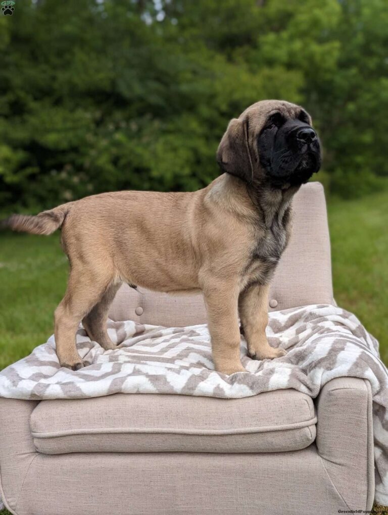 English Mastiff near me