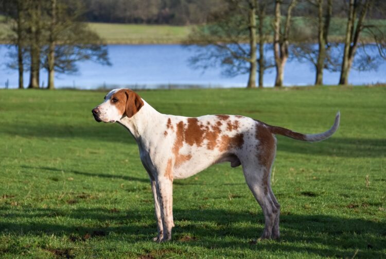 English Foxhound Puppies For Sale