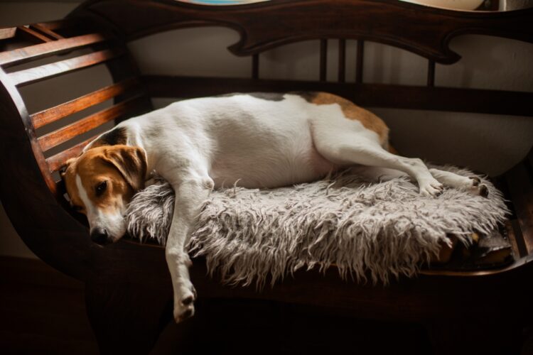 English Foxhound Puppies For Sale