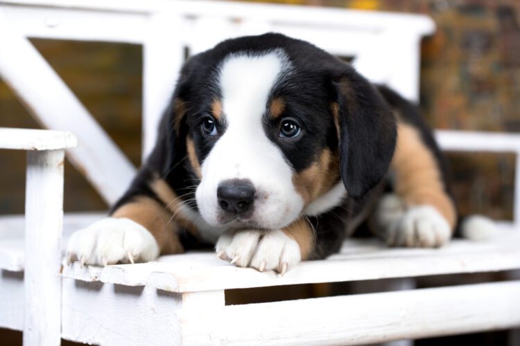 Entlebucher Mountain Dog Puppies For Sale