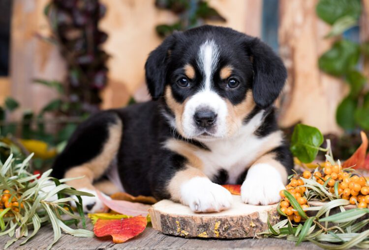 Entlebucher Mountain Dog Puppies For Sale