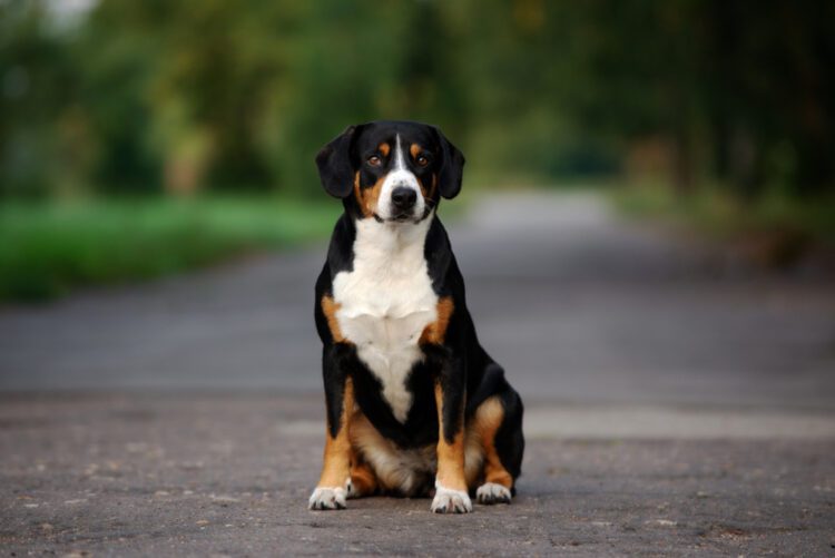 Entlebucher Mountain Dog Puppies For Sale