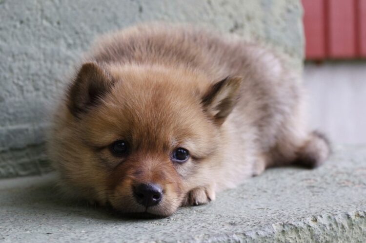 Finnish Spitz Puppies For Sale