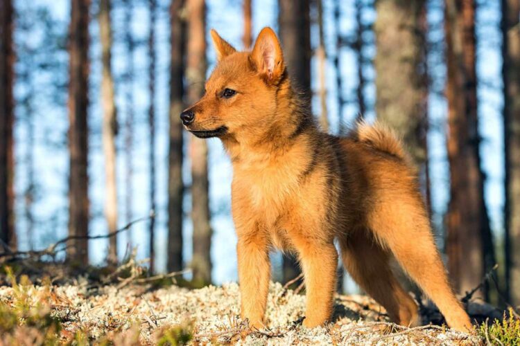 Finnish Spitz Puppies For Sale
