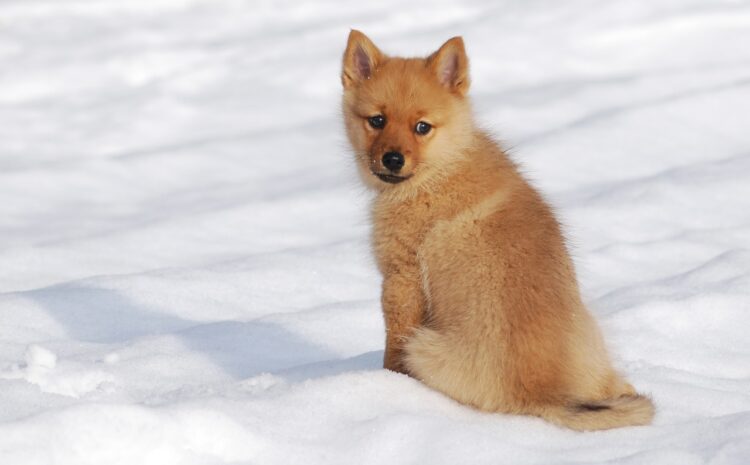 Finnish Spitz Puppies For Sale