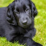 Flat Coated Retriever Puppies For Sale